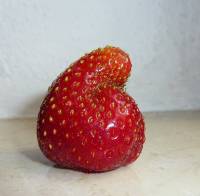 Erdbeer-Schlumpf; Foto: © Sylvia Koch