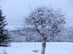 2016 11 10 Kirkenes; Foto c/o Sylvia Koch