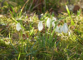 Schneeglöckchen; c/o Sylvia Koch