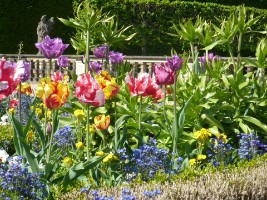 Tulpen; c/o Sylvia Koch Tulpen; c/o Sylvia Koch
