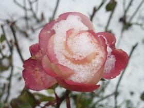 Es ist ein Ros' entsprungen; c/o Sylvia Koch Es ist ein Ros' entsprungen; c/o Sylvia Koch