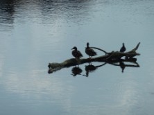 Wasservögel an der Lahn; c/o Sylvia Koch